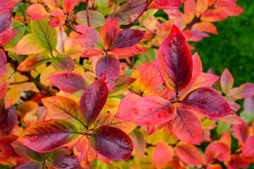 Naklejka na ściany i meble Red autumn leaves on berry bush