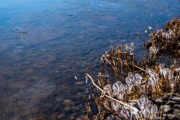 凍った諏訪湖の葦