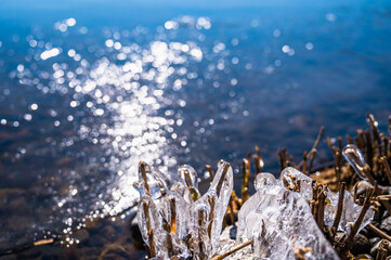 凍った諏訪湖の葦