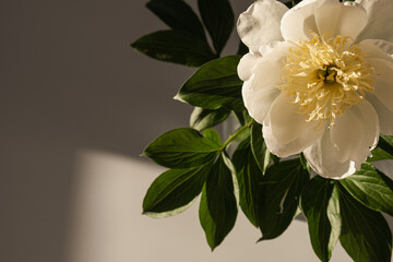 Elegant white peony flower in sunlight shadow on dark background. Aesthetic bohemian luxury flowers composition