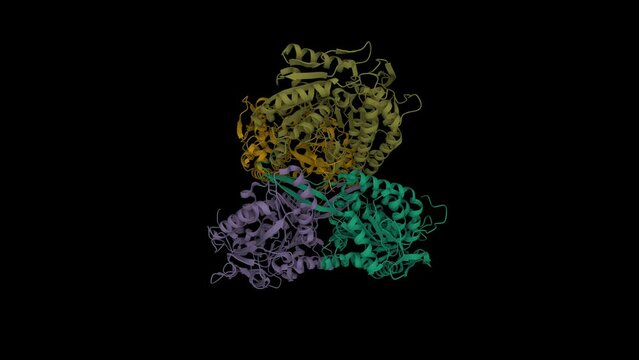 Structure of human aldehyde dehydrogenase ALDH1A1. Animated 3D cartoon model, PDB 4wj9, black background