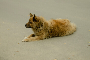 a small red shaggy dog lying on the asphalt