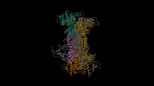 Structure of human PAICS, a bifunctional carboxylase and synthetase in purine biosynthesis. Animated 3D cartoon model, PDB 2h31, black background