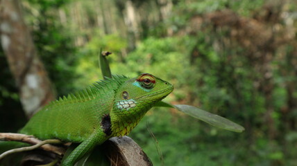 Close up of an eastern garden lizard's face