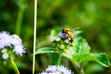 Abaja mielera, polinizando flor silvestre