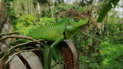 A common garden lizard looking up