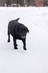 A black dog is moving towards the camera. Snowy winter