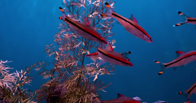 Coral red pencil fish swimming in blue water