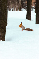 A squirrel sitting on the snow near trees during a winter in the park