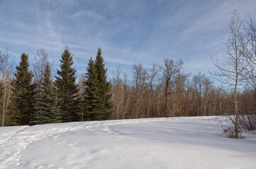 A Winter Forest in Pylypow Wetlands