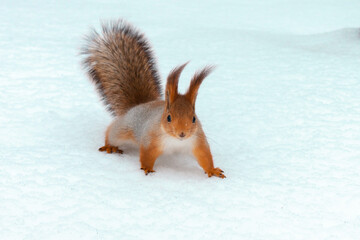 A squirrel is looking at the camera on a clean snow background