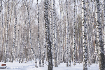 white birches siberia winter trees nature forest nature peace tranquility