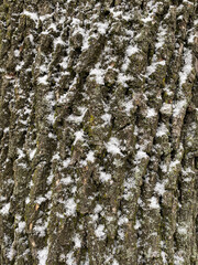 Obraz premium close up of snow on bark of tree