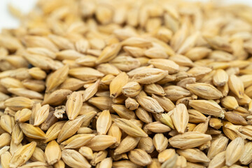 Barley seeds on a monochrome background