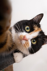 A domestic tricolor cat sits on a cat scratching post