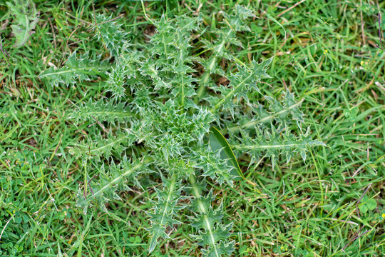 cardo con espinas de color verde