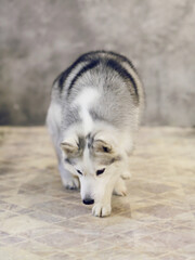 Siberian husky dogs of gray and white colors on a gray background