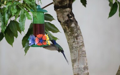 beija-flor