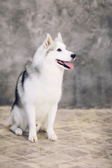 Siberian husky dogs of gray and white colors on a gray background