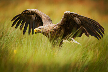 female White-tailed eagle (Haliaeetus albicilla) landed in the tall grass by the lake