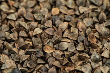 Sweet buckwheat seeds on a monochrome background