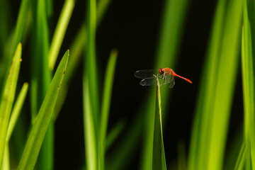 ruddy darter (Sympetrum sanguineum) resting on a grass leaf after a long hunt