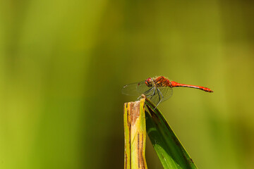 ruddy darter (Sympetrum sanguineum) waiting for the prey to fly by
