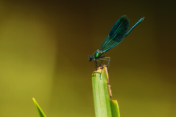banded demoiselle (Calopteryx splendens ) sitting above the water waiting for flying insects