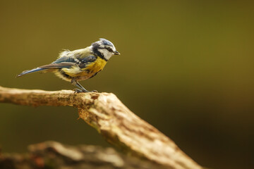 Eurasian blue tit (Cyanistes caeruleus) the little bird is all disheveled