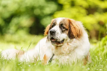 Foto op Plexiglas female moscow watchdog portrait lying down on the grass © michal