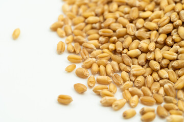 Wheat seeds on a monochrome background