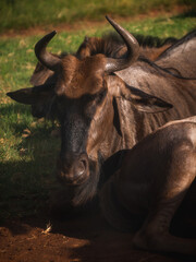 Wildebeest antelopes resting in the sun