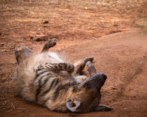 Fototapeta premium Striped hyena relaxing in the sun