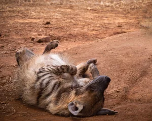 Fotobehang Striped hyena relaxing in the sun © Denis