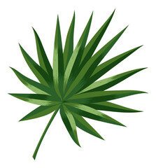 Fan palm leaf. Summer beach tree foliage