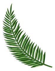 Palm frond. Tropical paradise symbol. Exotic leaf