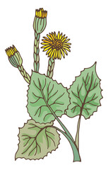 Coltsfoot plant with yellow flowers. Natural green tussilago