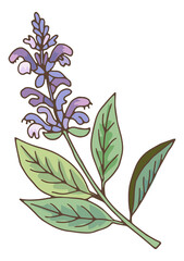 Lavender branch. Fresh aroma grass with flowers. Botanical illustration