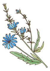 Chicory plant with blue flowers. Fresh natural cichorium herb