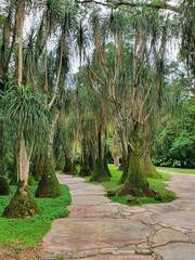 Obraz premium O Instituto Inhotim é a sede de um dos mais importantes acervos de arte contemporânea do Brasil e considerado o maior museu a céu aberto do mundo. 