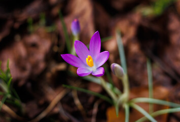 Crocus starting to bloom at the end of winter on a meadow