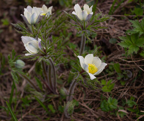 Alpine anemone flowers (Pulsatilla alpina) found at Passo Staulanza on a high altitude meadow in the Dolomites, Italy. Blurred natural background.