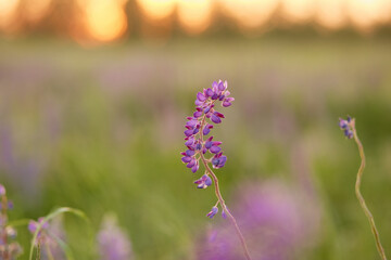 Macro photography lupines flowers. Lupins purple field summer background. Natural wellness closeness to nature. Self-discovery concept