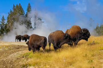 Bisons im Yellowstone Nationalpark