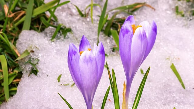 Violet crocus flowers bloom and snow melting in green spring meadow growing time lapse