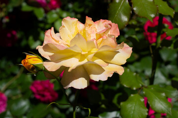 light yellow rose flowering bush into green summer garden 