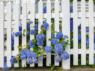 blue hydrangea behind a white fence