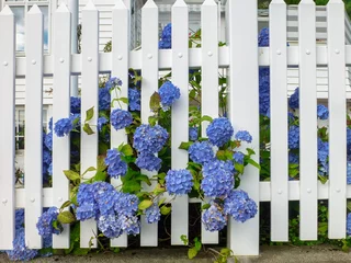 Schilderijen op glas blue hydrangea behind a white fence © Olga