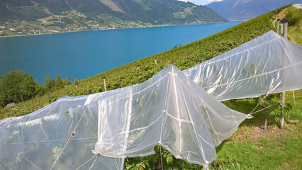 Cherry orchards on the shore of the bay, covered with foil