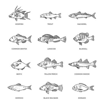 Vector set of fish. Types marine, ocean fish and Freshwater fish
